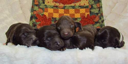 pups